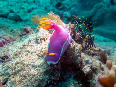Hypselodoris variobranchia çıplaklık dalını kapat