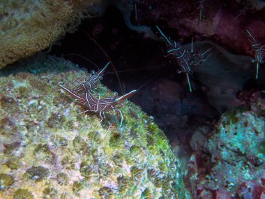 Filipinler, Malapascua 'da bir dalış alanında bir Harman Köpekbalığının büyük taş heykeli