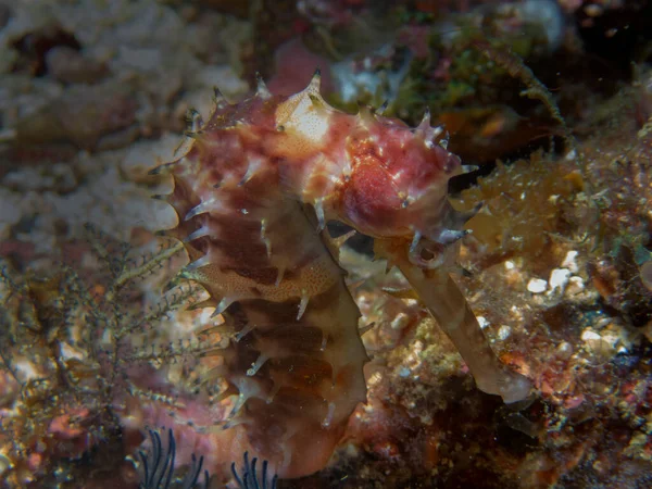 Dikenli Denizatı Hipokampus Histriksi — Stok fotoğraf