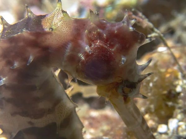 Spiny Seahorse Hippocampus Histrix — стокове фото