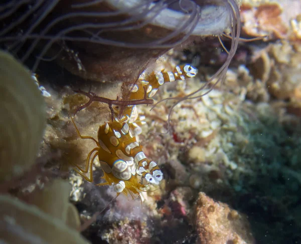 Squat Shrimp Thor Amboinensis Malapasuca Island Filipinas — Fotografia de Stock