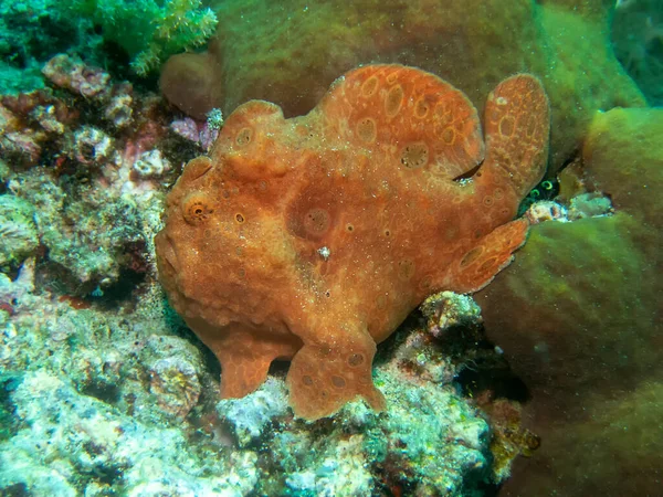 Pesce Rana Gigante Antennarius Commerson — Foto Stock