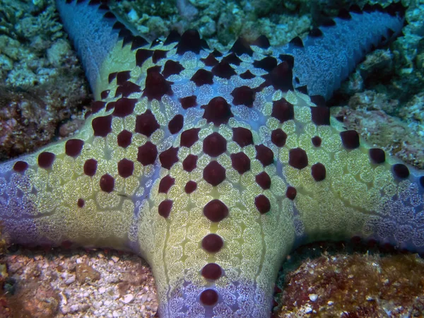 Honeycomb Cushion Star Pentaceraster Albeolatus — Φωτογραφία Αρχείου