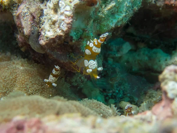 Squat Shrimp Thor Amboinensis Острові Малапасука Філіппіни — стокове фото