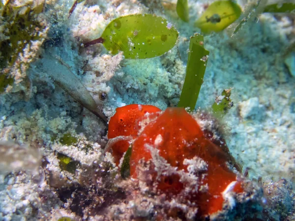 Frogfish Malapascua Island Filipinas — Foto de Stock