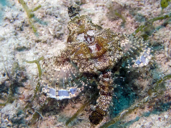 Traça Mar Dragão Eurypegasus Draconis — Fotografia de Stock