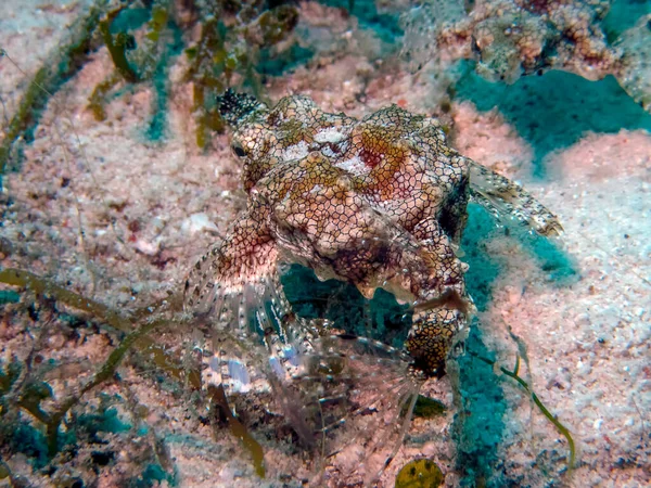 Ejderha Deniz Güvesi (Eurypegasus draconis)