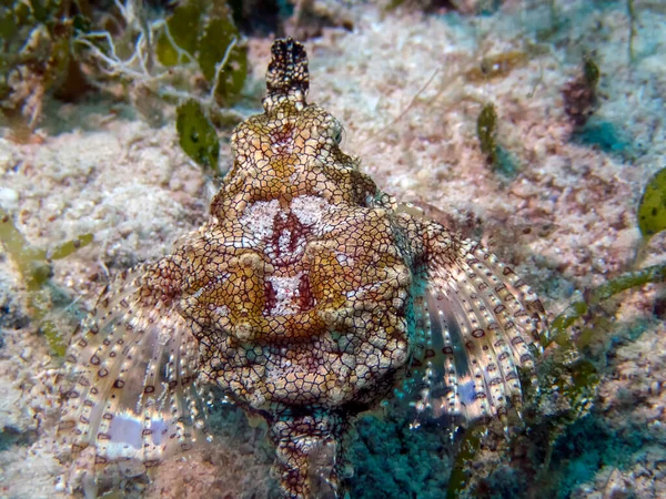 Polilla Del Mar Del Dragón Eurypegasus Draconis — Foto de Stock