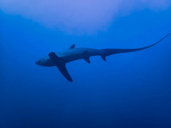 Pelagic Thresher Shark Alopias Pelagicus — Stock Photo, Image
