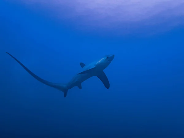 Requin Fouille Pélagique Alopias Pelagicus — Photo