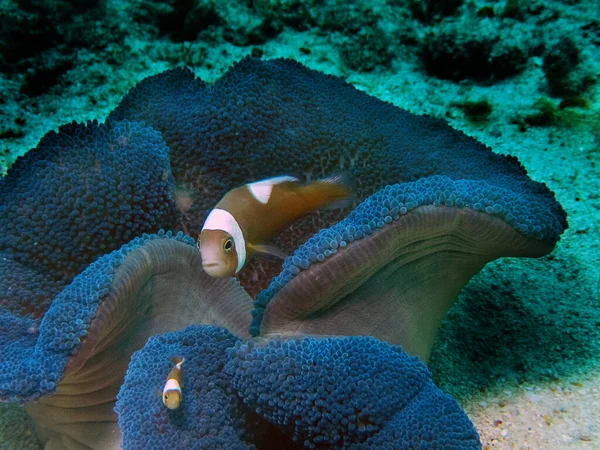 Saddleback Klauni Amphiprion Polymnus — Stock fotografie