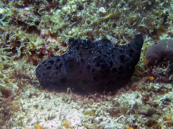 Una Lumaca Velutina Coriocella Nigra — Foto Stock