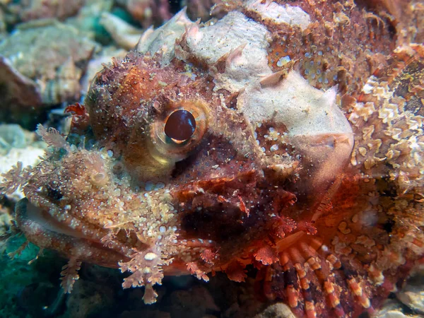 Bir Tassled Scorpionfish Scorpaenopsis Oxycephala — Stok fotoğraf