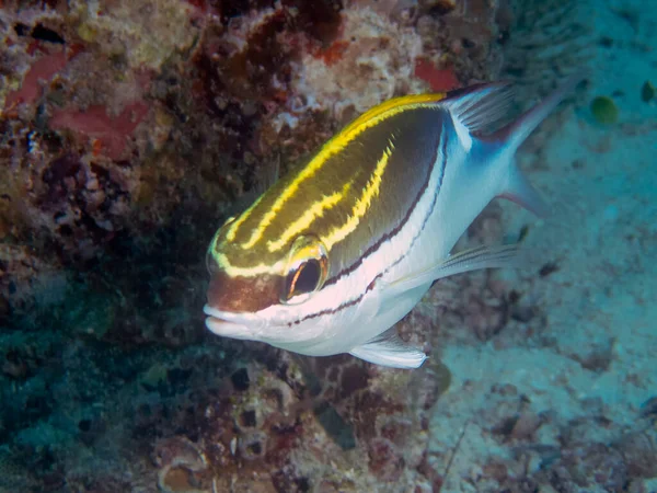 Brema Monóculo Bridled Scolopsis Bilineata — Fotografia de Stock