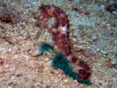 Dikenli Denizatı (Hipokampus histriksi)