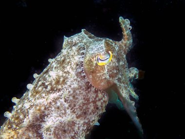 Bir Firavun Mürekkep Balığı (Sepia firavunu)