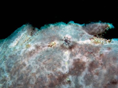 Bir Dev Kurbağa Balığı (Antennarius ticareti)