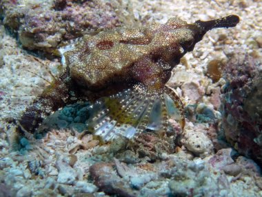 Ejderha Deniz Güvesi (Eurypegasus draconis)