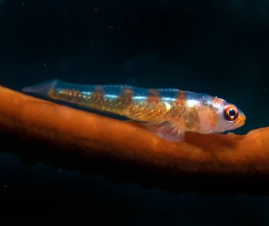 Kırbaç Mercan Goby (Bryaninops yongei)