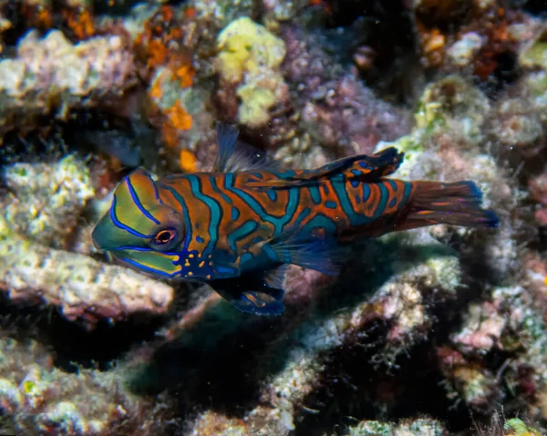 Kolorowe Madarinfish Synchiropus Splendidus Podczas Nocnego Nurkowania Filipinach — Zdjęcie stockowe