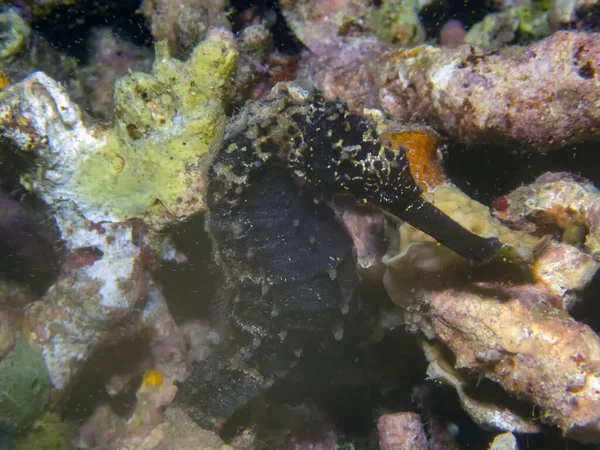 Spiny Seahorse Hippocampus Histrix — Stock Photo, Image