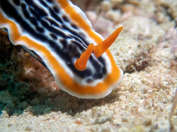 Nádherný Chromodoris Chromodoris Magnifica — Stock fotografie