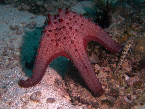 Estrella Del Cojín Del Panal Pentaceraster Alveolatus — Foto de Stock