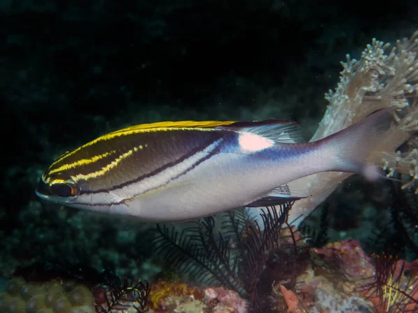 Brema Monóculo Bridled Scolopsis Bilineata — Fotografia de Stock