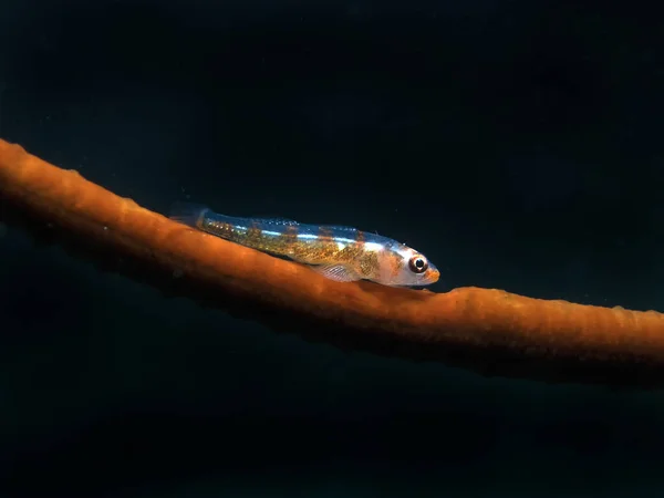Whip Coral Goby Bryaninops Yongei — 스톡 사진