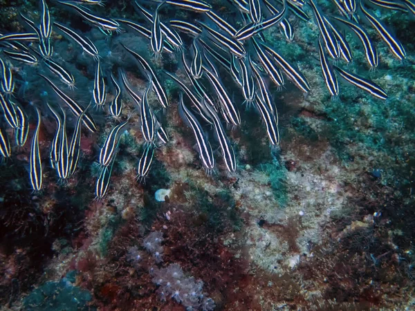 Peixe Gato Listrado Plotosus Lineatus Nas Filipinas — Fotografia de Stock