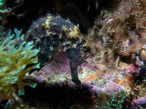 Spiny Seahorse Hippocampus Histrix — Stock Photo, Image