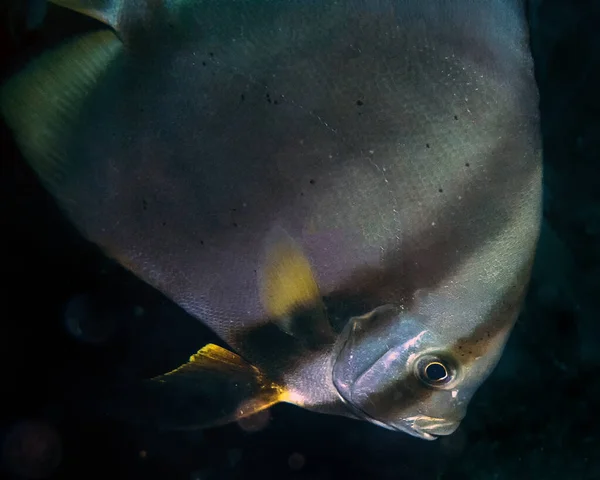 Bir Longfin Batfish Platax Teira — Stok fotoğraf