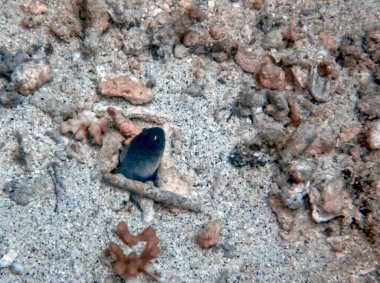 Bir Çene Balığı (Opistognathus sp.) Kafasını kumun içine sokuyor.