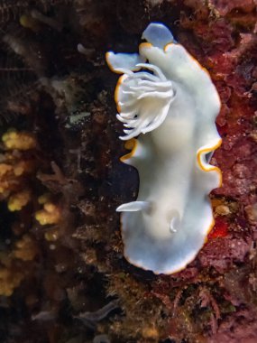 Bir Heron Ardeadoris (Ardeadoris egretta) çıplaklık