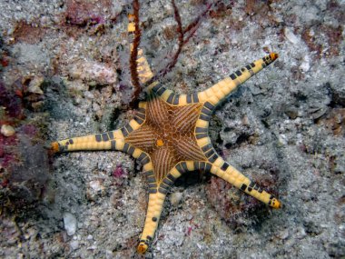 Çift Deniz Yıldızı (Iconaster Longimanus)