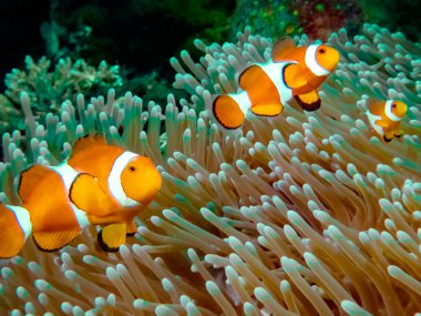 Amphiprion ocellaris) bir şakayıkta yaygın veya sahte palyaço balığı (Amphiprion ocellaris)