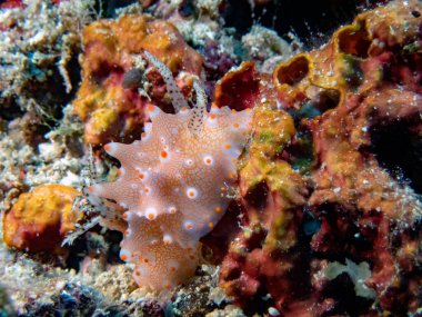 Halgerda batangas deniz salyangozu.