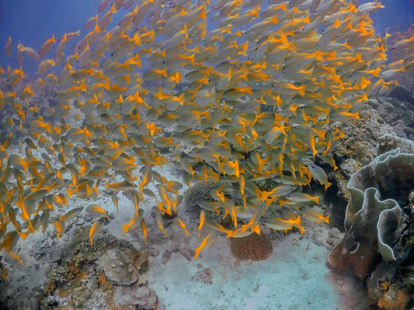 Una Gran Escuela Yellowtail Snapper Ocyurus Chrysurus Nido Palawan —  Fotos de Stock