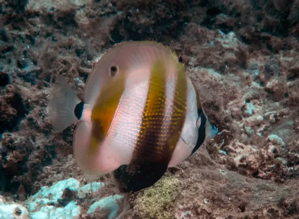 Bir Orange Bantlı Coralfish Coradion Chrysozonus — Stok fotoğraf