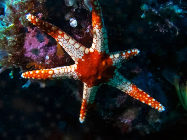 Una Estrella Del Mar Menta Fromia Monilis — Foto de Stock