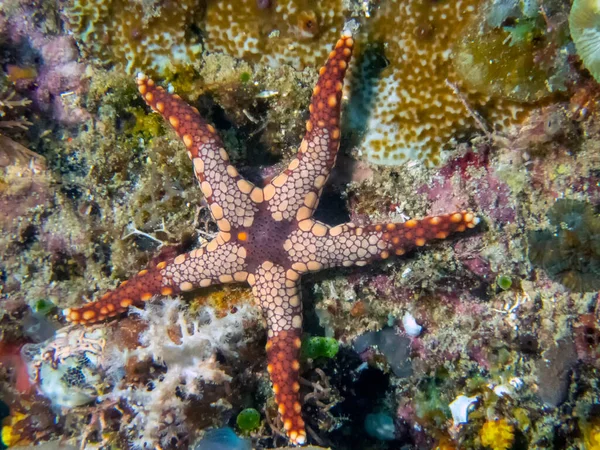 Una Estrella Del Mar Menta Fromia Monilis —  Fotos de Stock