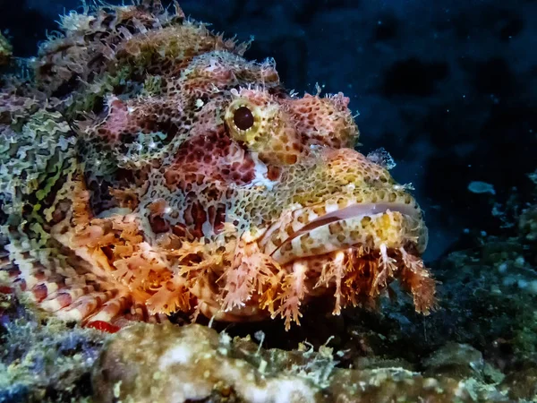 Tassled Scorpionfish Scorpaenopsis Oxycephala — Stock Photo, Image