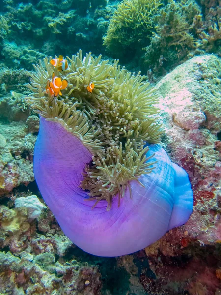 Pez Payaso Común Falso Amphiprion Ocellaris Una Anémona —  Fotos de Stock