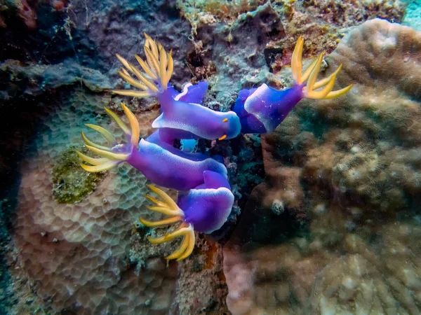 Hypselodoris Variobranchia Nudibranches Egy Csoportja — Stock Fotó