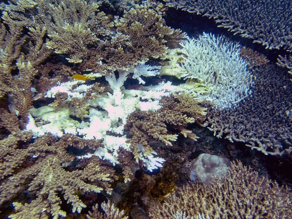 菲律宾珊瑚漂白的证据 — 图库照片