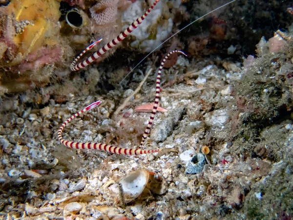 Banded Pipefish Dunckerocampus Dactyliophorus Sheltering Rocks — Stock Photo, Image