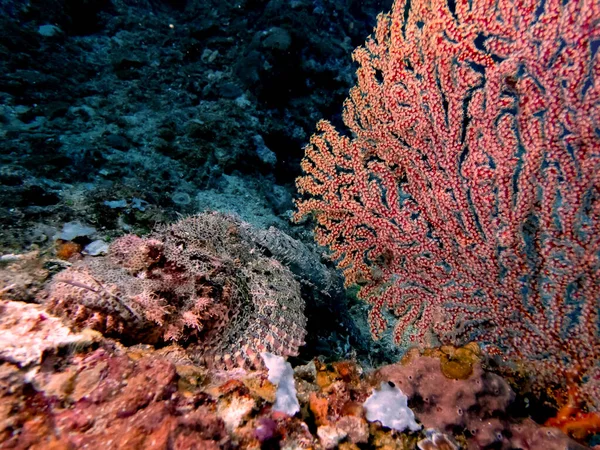 Tassled Scorpionfish Scorpaenopsis Oxycephala —  Fotos de Stock