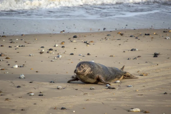 英国诺福克海滩上的灰海豹 Halichoerus Grypus — 图库照片