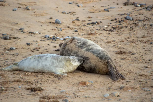 Une Mère Phoque Gris Halichoerus Grypus Allaitant Son Petit Sur — Photo