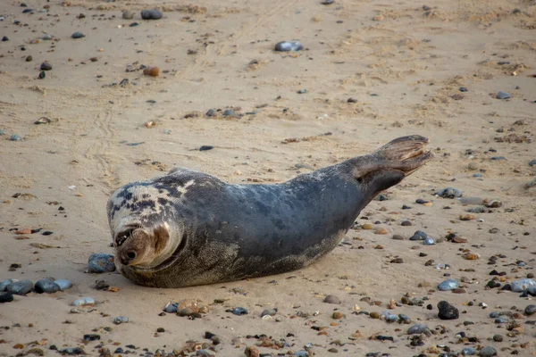 英国诺福克海滩上的灰海豹 Halichoerus Grypus — 图库照片